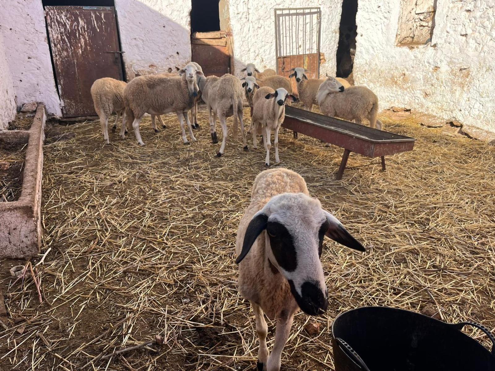 Khaima Oulad Abbou المظهر الخارجي الصورة